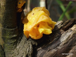 Faune, Flore et Paysages de Pornic