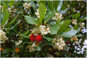 Pornic, cte bretonne du Pays de Retz - auteur : Framboise  Pornic