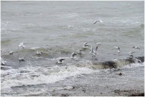 Balade  La Pre - La Plaine sur Mer