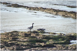 Balade  La Pre - La Plaine sur Mer