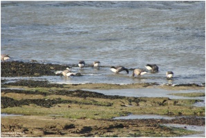 Balade  La Pre - La Plaine sur Mer