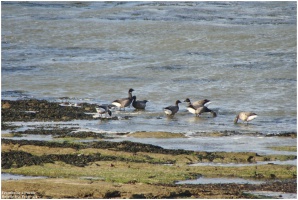 Balade  La Pre - La Plaine sur Mer