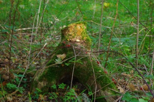 Chemins boiss du Portmain... - auteur : Patricia Lormeau