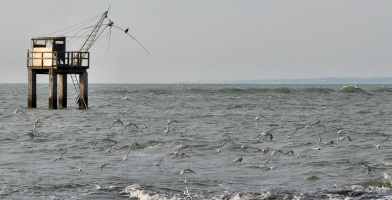 Un aller-retour automnal entre Gravette et Tara - auteur : Poissonneries Bacconnais