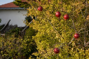 Un aller-retour automnal entre Gravette et Tara - auteur : Poissonneries Bacconnais