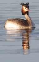 Etang du Gros Caillou  Pornic