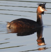 Etang du Gros Caillou  Pornic