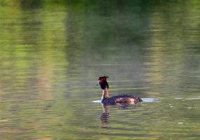 Etang du Gros Caillou  Pornic