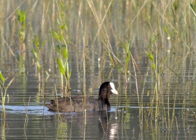 Etang du Gros Caillou  Pornic