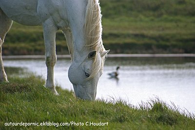 Pornic - 21/04/2012 - Magnifiques photos des chevaux du marais de Lyarne aux Moutiers en Retz