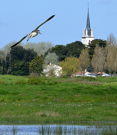 Pornic - 16/07/2013 - Photos :  la dcouverte du Marais de Lyarne aux Moutiers en Retz