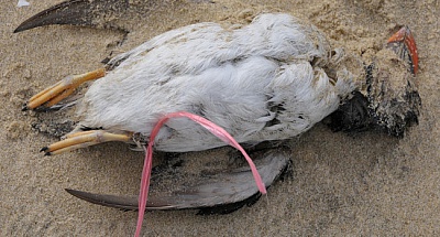 Pornic - 26/02/2014 - L`hcatombe des oiseaux marins : pas de calme aprs la tempte