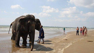 Pornic - 25/07/2014 - Insolite sur la plage de Saint-Brevin. Bain de mer pour les lphants