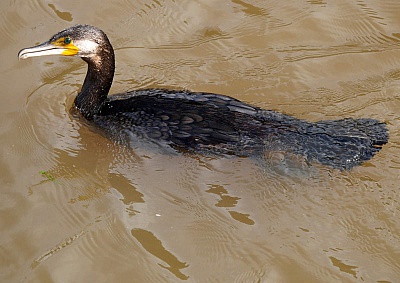 Pornic - 06/05/2015 - Photos : Le cormoran commun dans le Vieux Port de Pornic