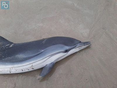 Pornic - 25/02/2016 - Des cadavres de dauphins retrouvs ces derniers jours sur les plages 