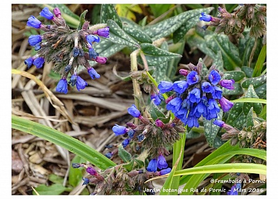 Pornic - 09/04/2016 - Photos : Pornic - Jardin botanique de la ria Mars 2016