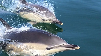 Pornic - 25/05/2018 - Vido : Belle rencontre avec des dauphins au large de Pornic