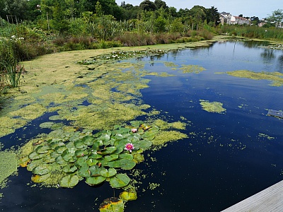 Pornic - 20/07/2018 - Photos: PORNIC : les plans d`eau de la Ria