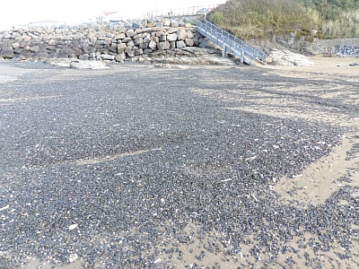 Pornic - 23/10/2018 - Pourquoi autant de moules sur la plage de Tharoon ?